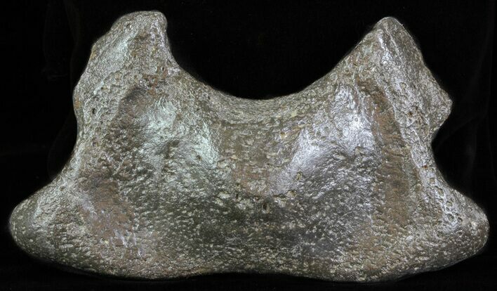 Fossil Whale Cervical Vertebrae - South Carolina #62080